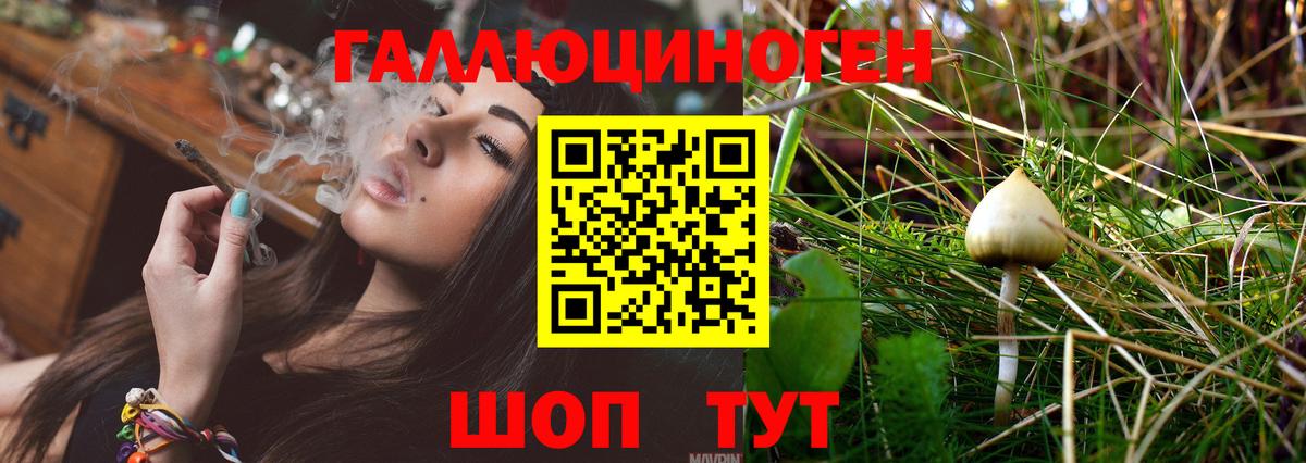 как найти   Галлюциногенные грибы прущие грибы  Вышний Волочёк  Вход с VPN  Псилоцибиновые грибы Psilocybine cubensis 